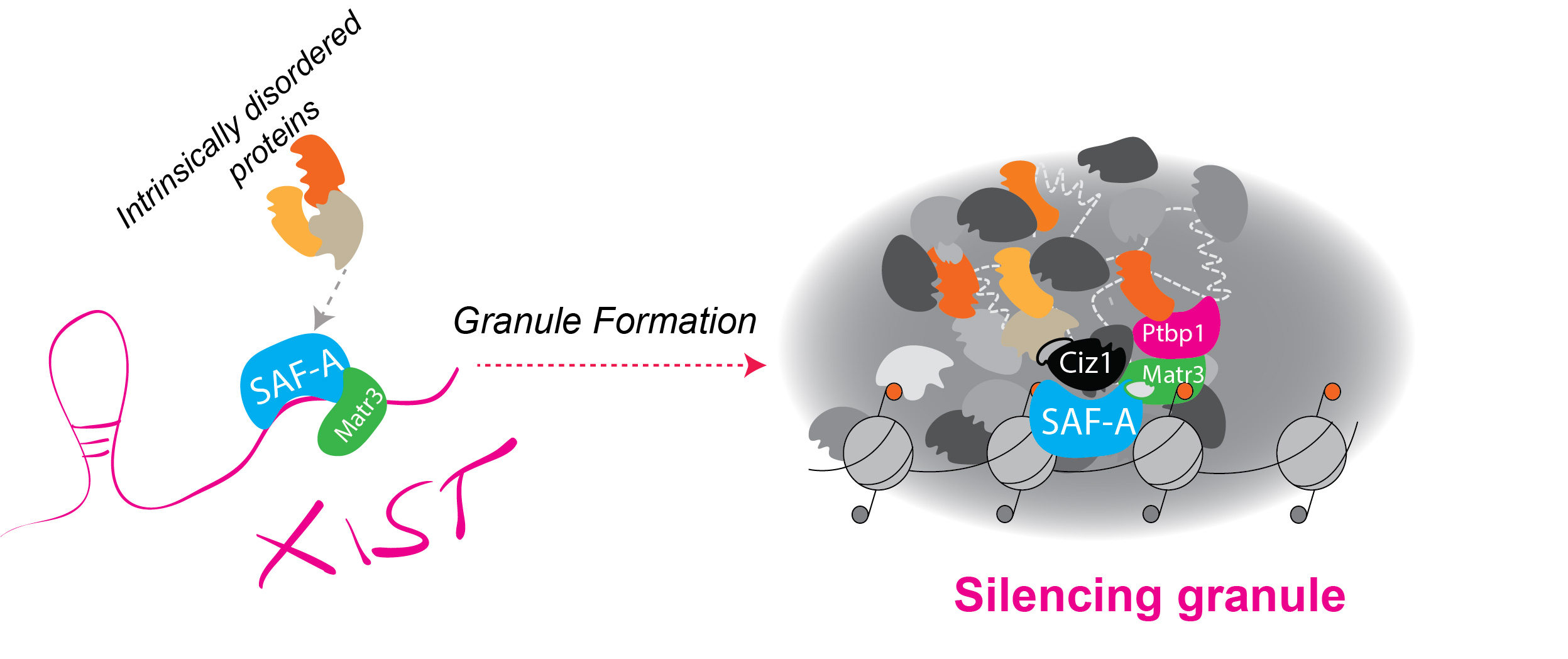 silencing-granule